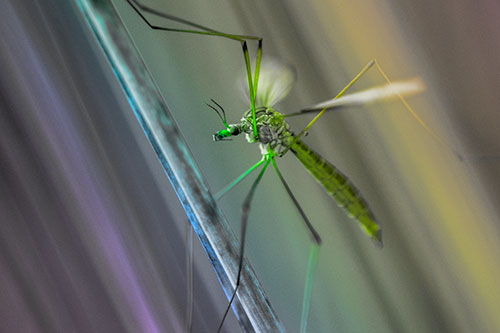Crane Fly Clinging Ahold To Grass Blade (Rainbow Tone)