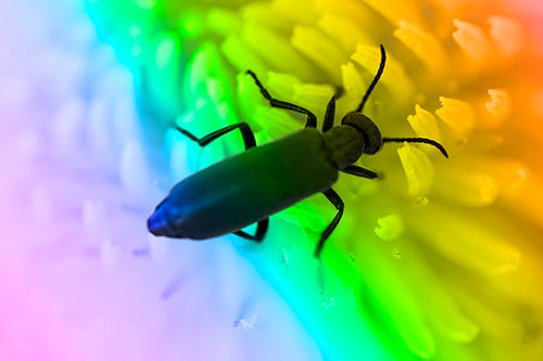 Crawling Oedemera Beetle Searching Atop Dandelion (Rainbow Tone)