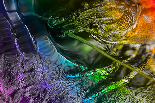 Crayfish Swims Against Rippling Water (Rainbow Tone Photo)