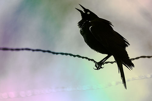 Croaking Grackle Balances Atop Fence Wire (Rainbow Tone Photo)