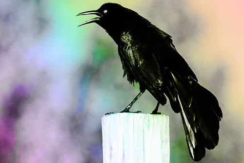 Croaking Great Tailed Grackle Perched Atop Wooden Post (Rainbow Tone)