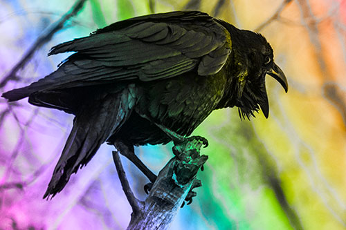 Croaking Raven Perched Atop Broken Tree Branch (Rainbow Tone)