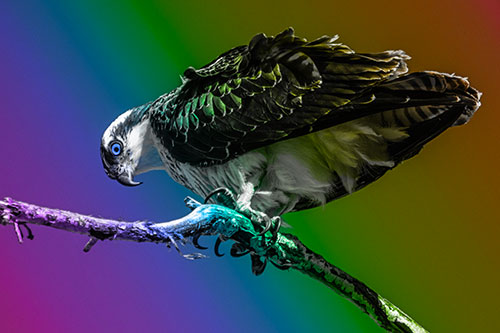 Crouching Osprey Hawk Looking Below Shredded Tree Branch (Rainbow Tone)