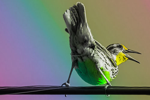 Crouching Western Meadowlark Singing Towards Sunlight (Rainbow Tone)