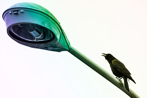 Crow Cawing Atop Sloping Light Pole (Rainbow Tone Photo)