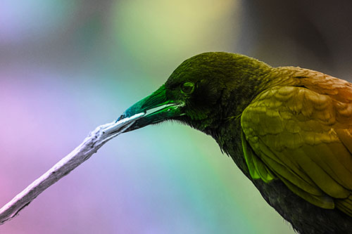 Crow Clamping Ahold Flattened Coffee Cup (Rainbow Tone Photo)