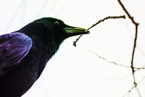Crow Clasping Stick Among Tree Branches (Rainbow Tone Photo)