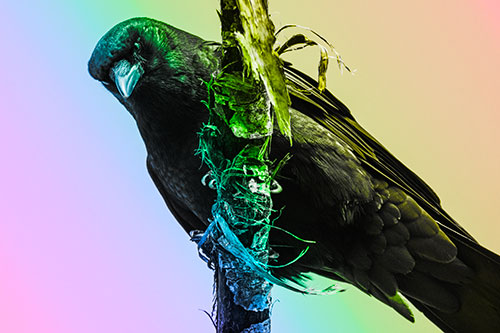Crow Glaring Downward Atop Peeling Tree Branch (Rainbow Tone Photo)