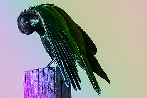 Crow Grooming Wing Atop Wooden Post (Rainbow Tone Photo)