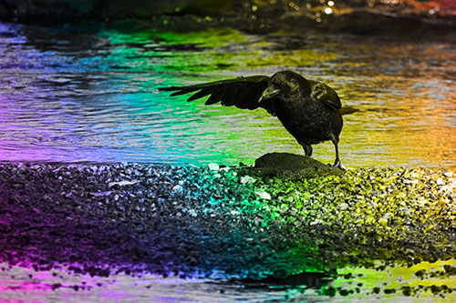 Crow Pointing Upstream Using Wing (Rainbow Tone Photo)