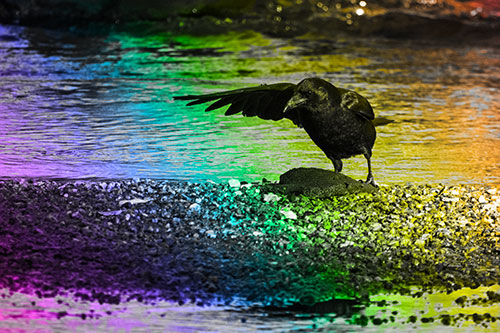 Crow Pointing Upstream Using Wing (Rainbow Tone)