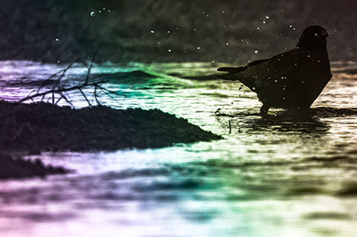 Crow Splashing River Water (Rainbow Tone Photo)