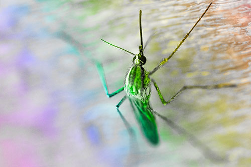 Culex Pipien Mosquito Resting Vertically (Rainbow Tone Photo)