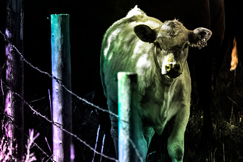 Curious Cow Calf Making Eye Contact (Rainbow Tone Photo)