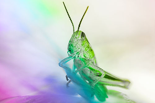Curious Crouching Grasshopper Perched Atop Leaf Petal (Rainbow Tone)