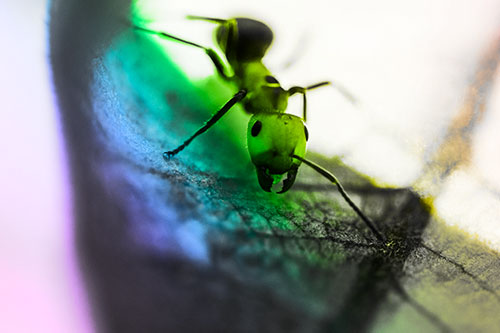 Curious Fire Ant Spreads Mandibles Among Sloping Milkweed Leaf (Rainbow Tone)