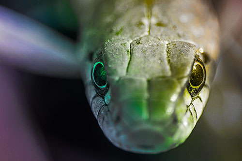 Curious Garter Snake Makes Direct Eye Contact (Rainbow Tone Photo)