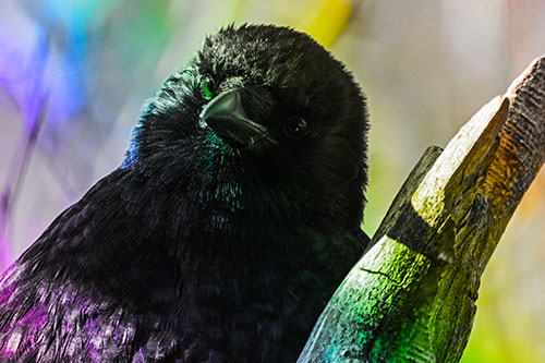 Curious Head Tilting Crow Perched Among Tree Branch (Rainbow Tone Photo)