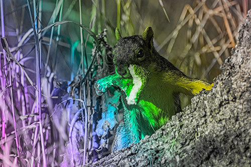 Curious Pizza Crust Squirrel (Rainbow Tone)