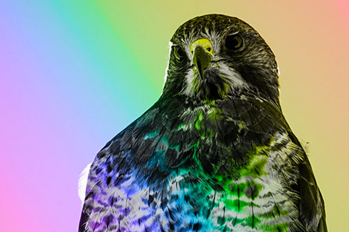 Curious Rough Legged Hawk Eying Intruder Below (Rainbow Tone)