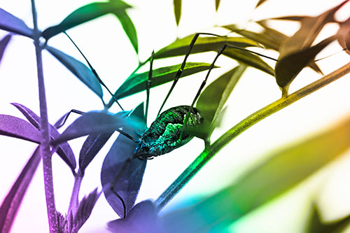 Daddy Longlegs Harvestmen Spider Crawling Down Plant Stem (Rainbow Tone)