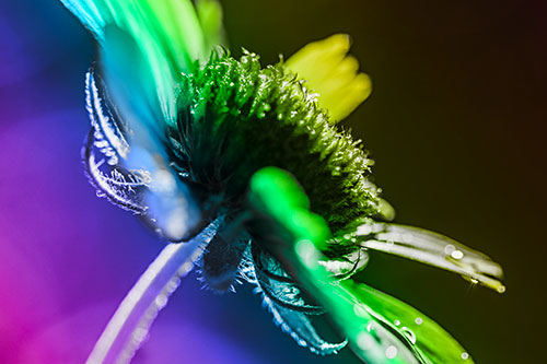 Damp Coneflower Blossoming Towards Sunlight (Rainbow Tone Photo)