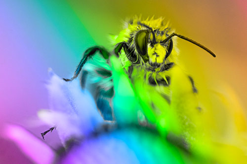 Damp Honey Bee Crawling Over Blanket Flower (Rainbow Tone)