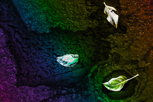 Damp Leaf Face Rests Atop Wet Desiccating Pavement (Rainbow Tone)
