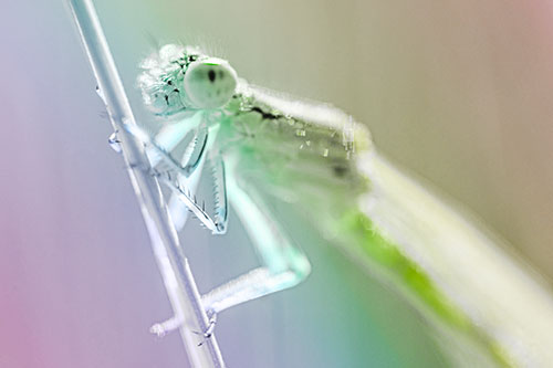 Damselfly Clamping Onto Grass Blade (Rainbow Tone)