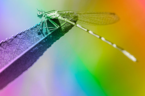 Damselfly Clamping Onto Leaf Petal Edge (Rainbow Tone)