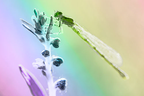 Damselfly Clings Ahold Plant Top (Rainbow Tone)