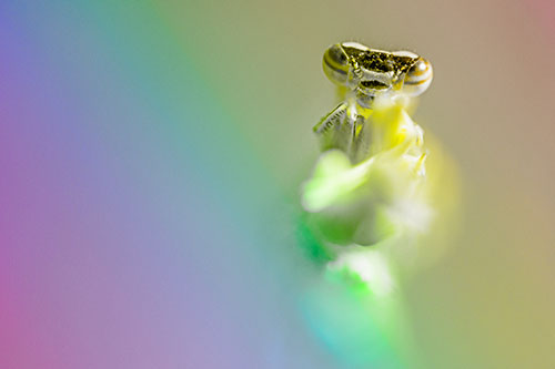 Damselfly Embraces Grass Blade Among Sunlight (Rainbow Tone)