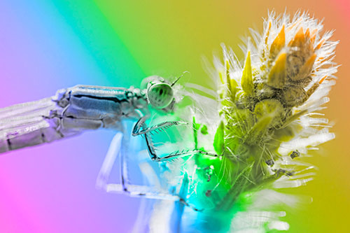 Damselfly Perched Among Fuzzy Plant (Rainbow Tone)