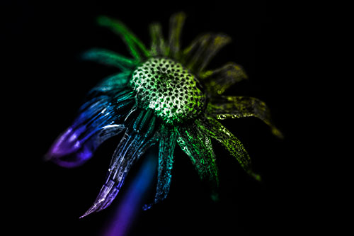 Dead Dewy Rotting Salsify Flower (Rainbow Tone Photo)