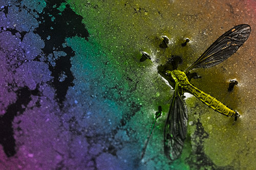 Dead Floating Crane Fly Partly Submerged Among Oily Water (Rainbow Tone)