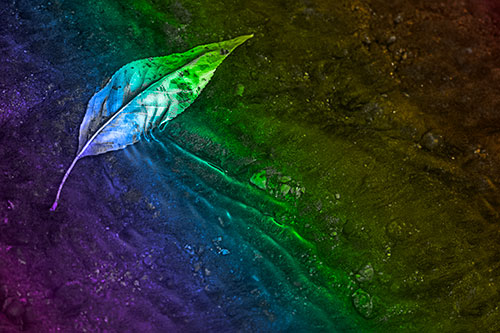 Dead Floating Leaf Creates Shallow Water Ripples (Rainbow Tone Photo)