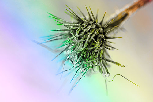 Dead Frigid Spiky Salsify Flower Withering Among Cold (Rainbow Tone Photo)