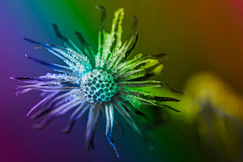 Dead Frozen Ice Covered Aster Flower (Rainbow Tone Photo)