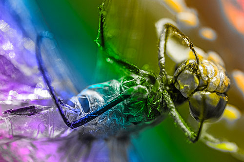 Dead Grotesque Dragonfly Peeling Eye Apart (Rainbow Tone)