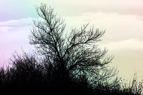 Dead Leafless Tree Standing Tall (Rainbow Tone Photo)