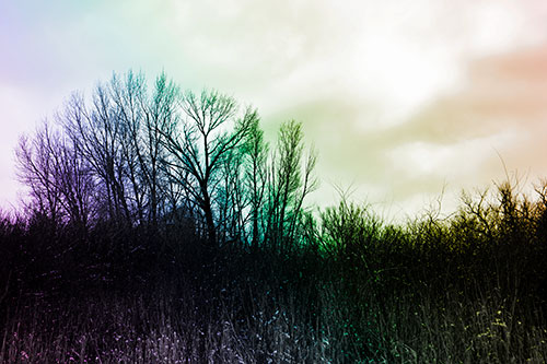 Dead Winter Tree Clusters Among Tall Grass (Rainbow Tone Photo)