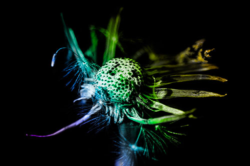 Decaying Seed Toothed Dandelion Creature (Rainbow Tone)