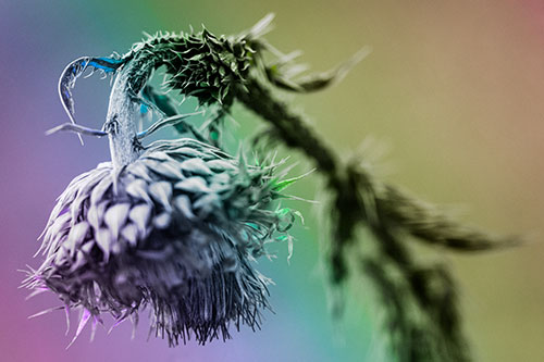 Depressed Slouching Thistle Dying From Thirst (Rainbow Tone Photo)