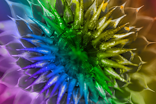 Dew Drops Cover Blooming Thistle Head (Rainbow Tone Photo)