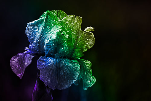 Dew Face Appears Among Wet Iris Flower (Rainbow Tone Photo)