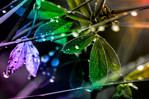 Dew Water Droplets Clutching Onto Leaves (Rainbow Tone Photo)
