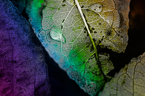 Dewy Eyed Leaf Face Cringing Towards Bug (Rainbow Tone)