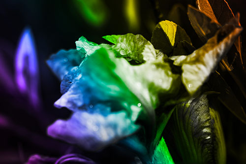 Dewy Iris Flower Creature Face (Rainbow Tone Photo)