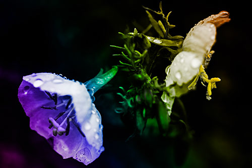 Dewy Primrose Flowers After Rainfall (Rainbow Tone Photo)