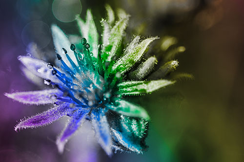 Dewy Spiked Sempervivum Flower (Rainbow Tone Photo)